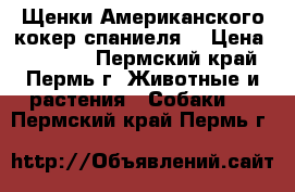 Щенки Американского кокер спаниеля  › Цена ­ 10 000 - Пермский край, Пермь г. Животные и растения » Собаки   . Пермский край,Пермь г.